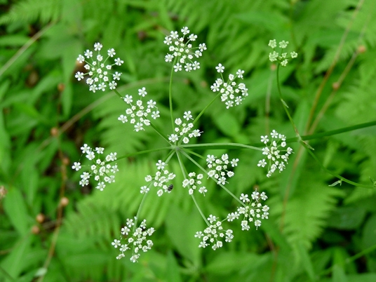 {Ligusticum canadense}